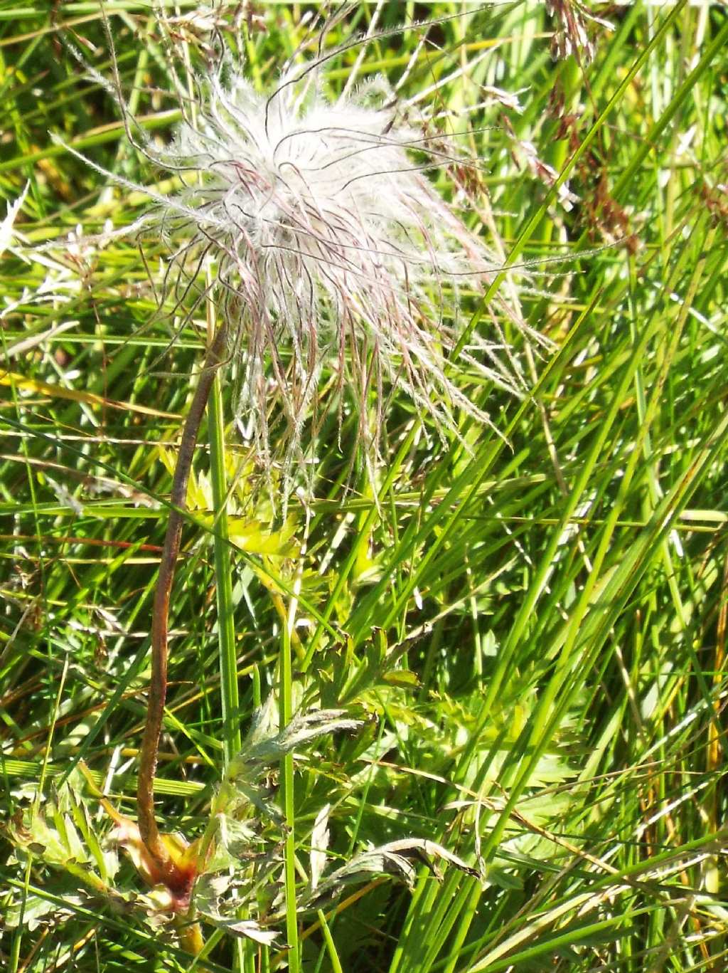 Infruttiscenza di Pulsatilla alpina