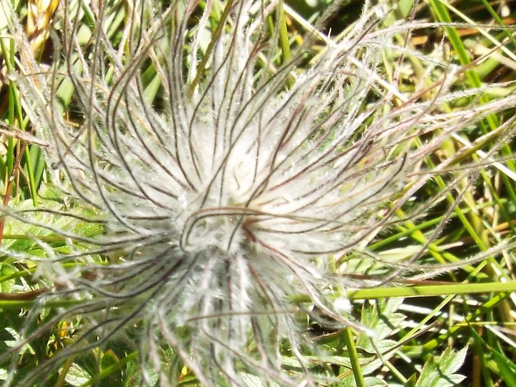 Infruttiscenza di Pulsatilla alpina