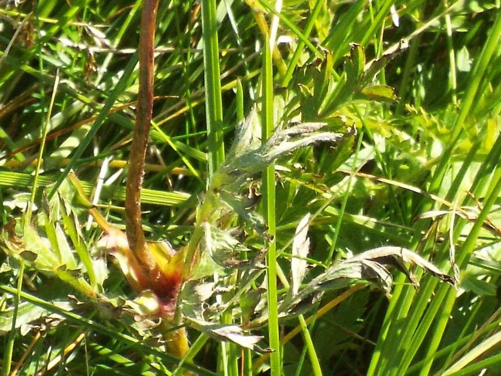 Infruttiscenza di Pulsatilla alpina