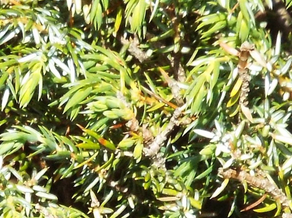 Juniperus communis (=Juniperus nana) / Ginepro comune