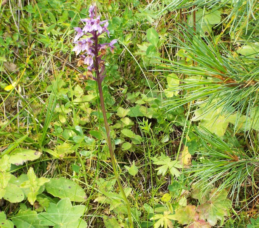 Dactylorhiza fuchsii