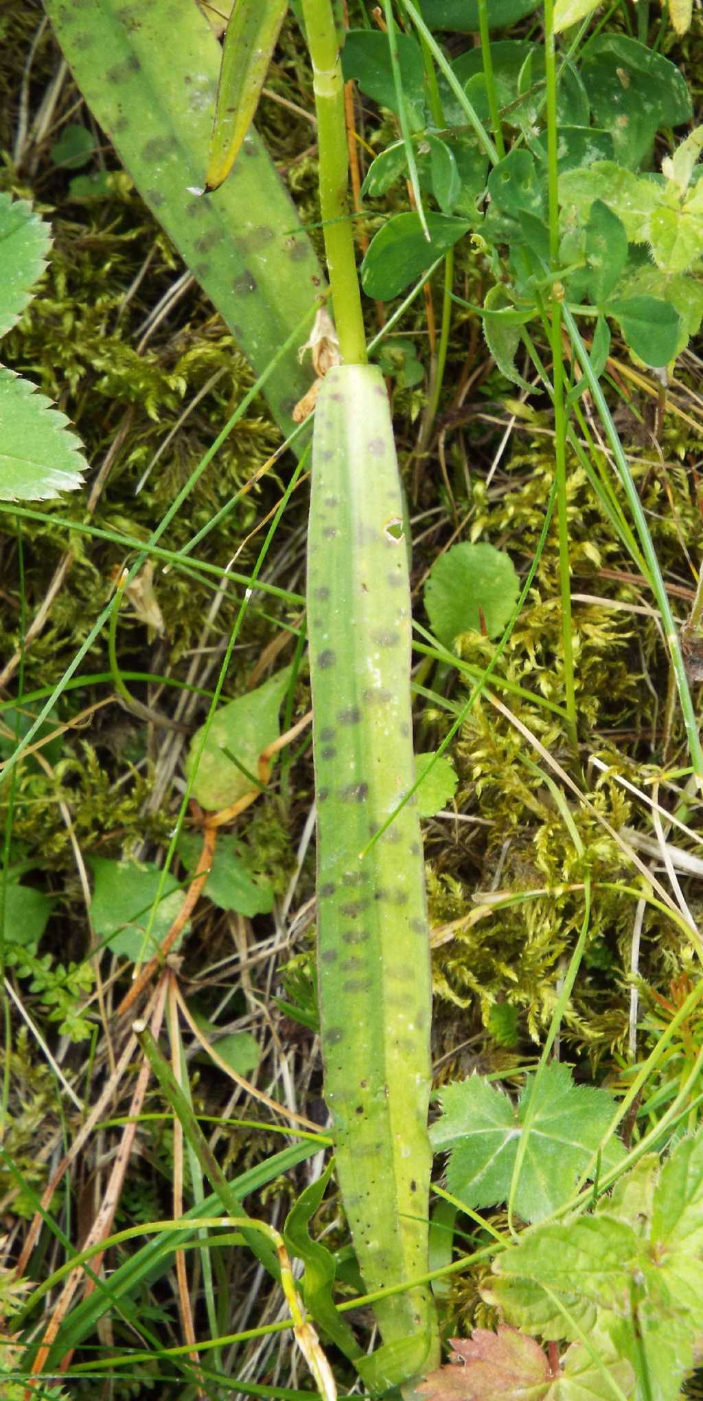 Dactylorhiza fuchsii