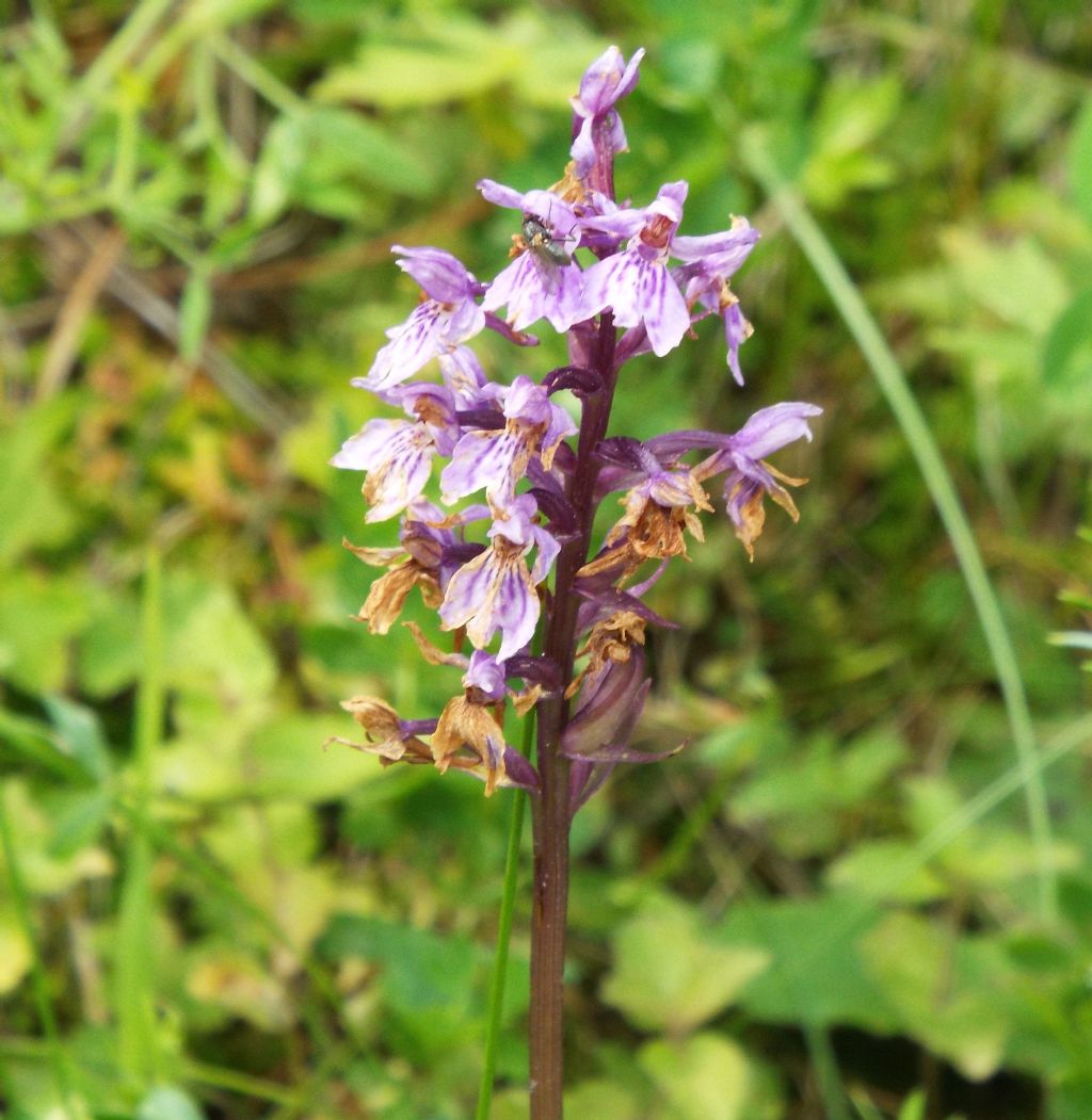 Dactylorhiza fuchsii