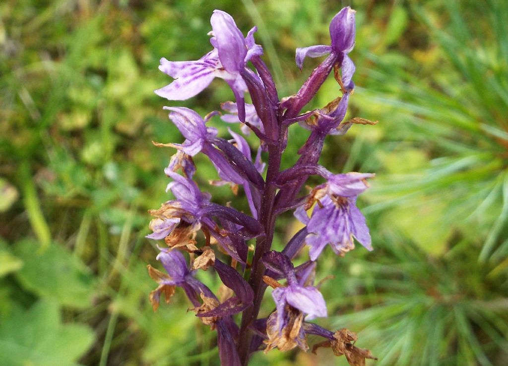 Dactylorhiza fuchsii