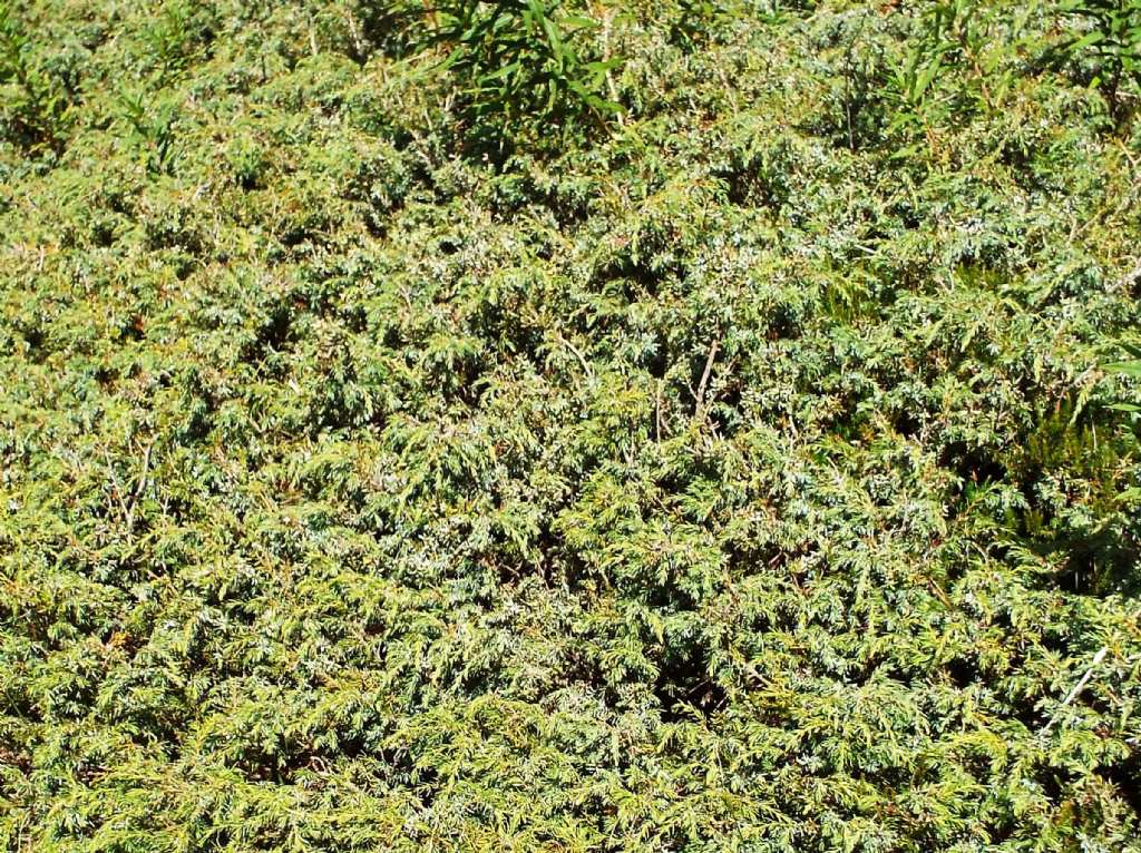 Juniperus communis (=Juniperus nana) / Ginepro comune