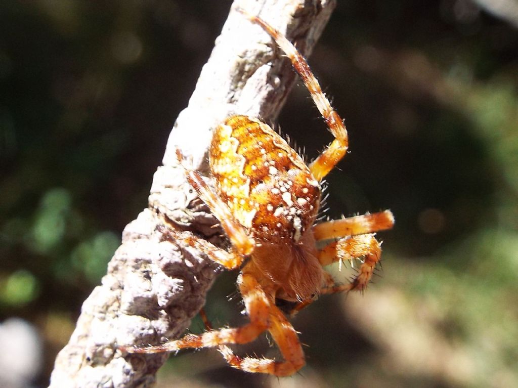 Araneus diadematus - Rifugio Gardeccia (Pera di Fassa - TN)