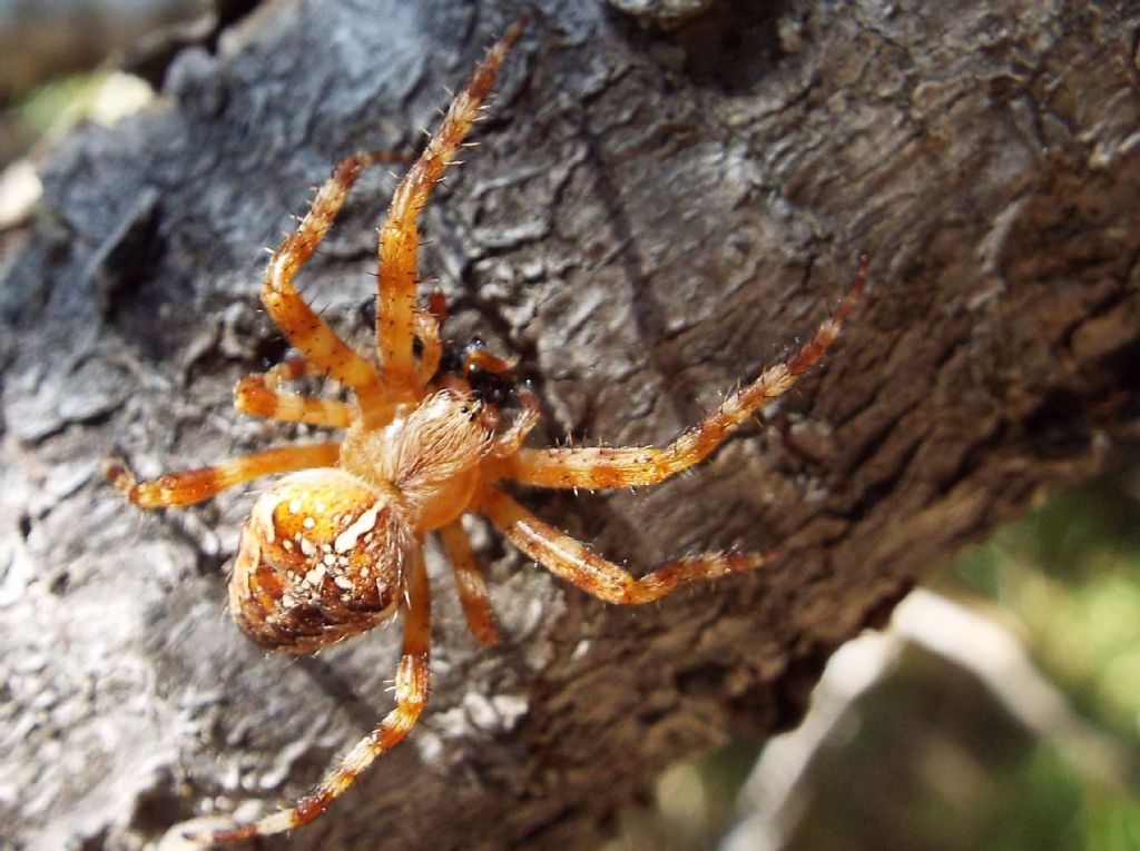 Araneus diadematus - Rifugio Gardeccia (Pera di Fassa - TN)