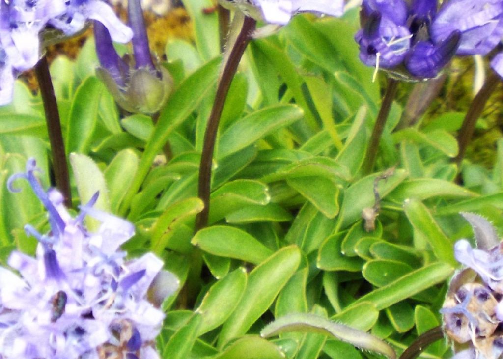 Phyteuma globulariifolium / Raponzolo a foglie di globularia