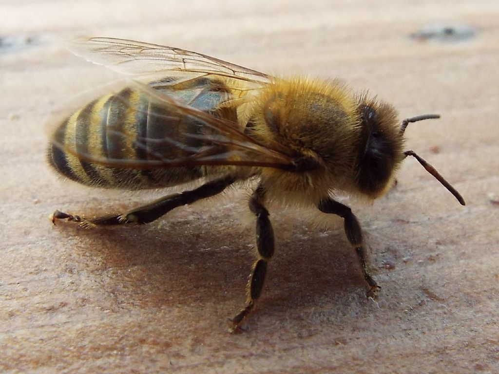 Vespula  vulgaris e Apis mellifera