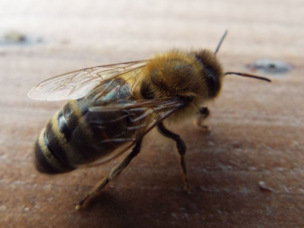 Vespula  vulgaris e Apis mellifera