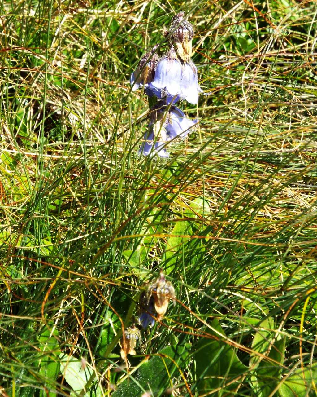 Campanula barbata