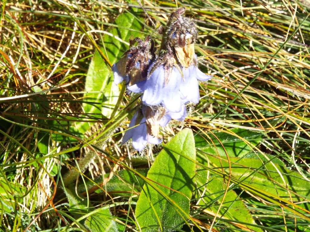 Campanula barbata