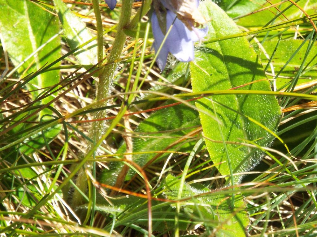 Campanula barbata