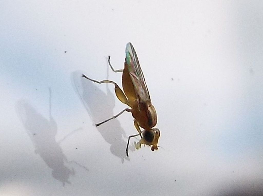 Chloropidae: Meromyza sp., femmina