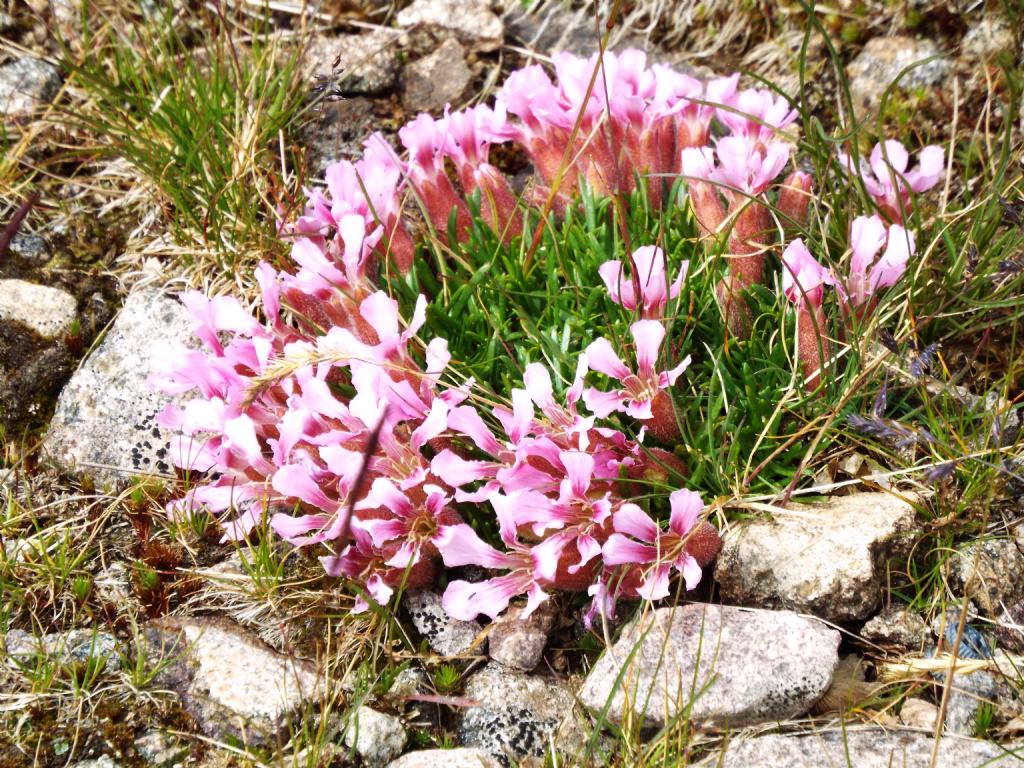 Saponaria pumila  (Caryophyllaceae)