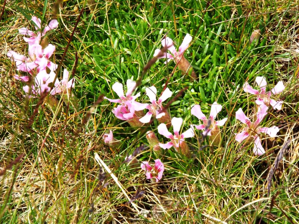 Saponaria pumila  (Caryophyllaceae)