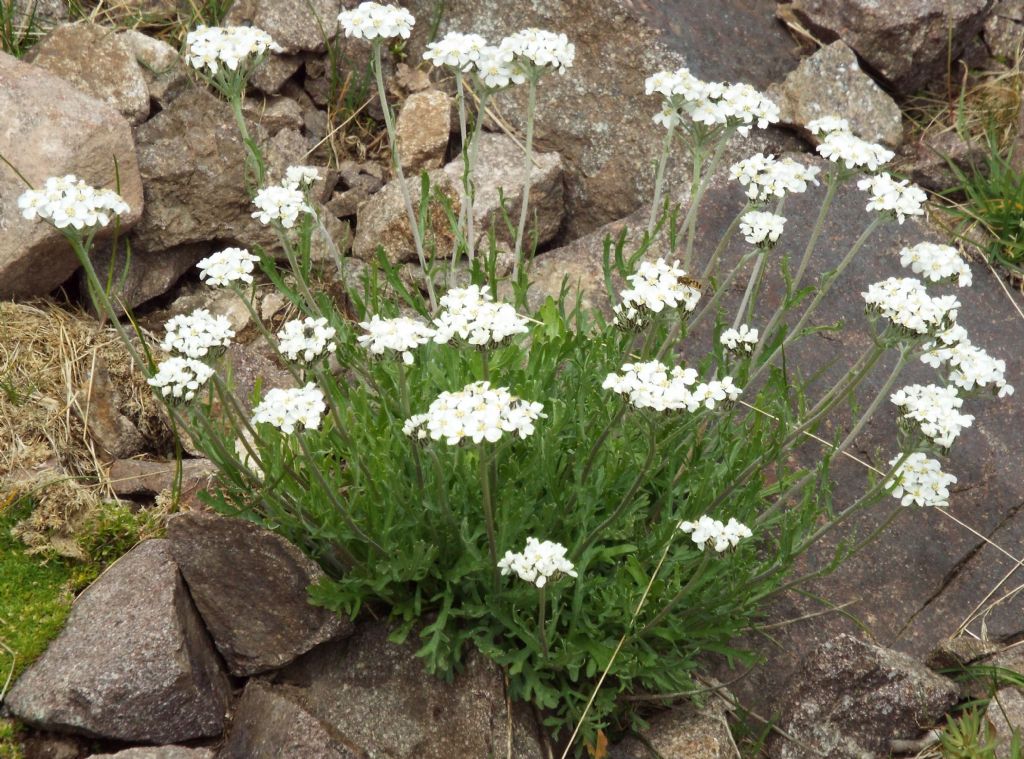 Achillea moschata (Asteraceae)