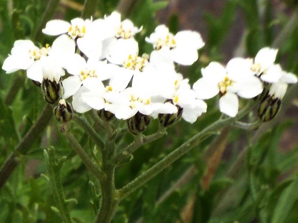 Achillea moschata (Asteraceae)