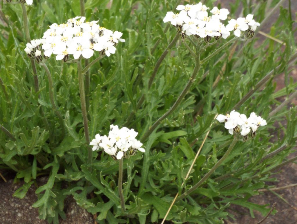 Achillea moschata (Asteraceae)