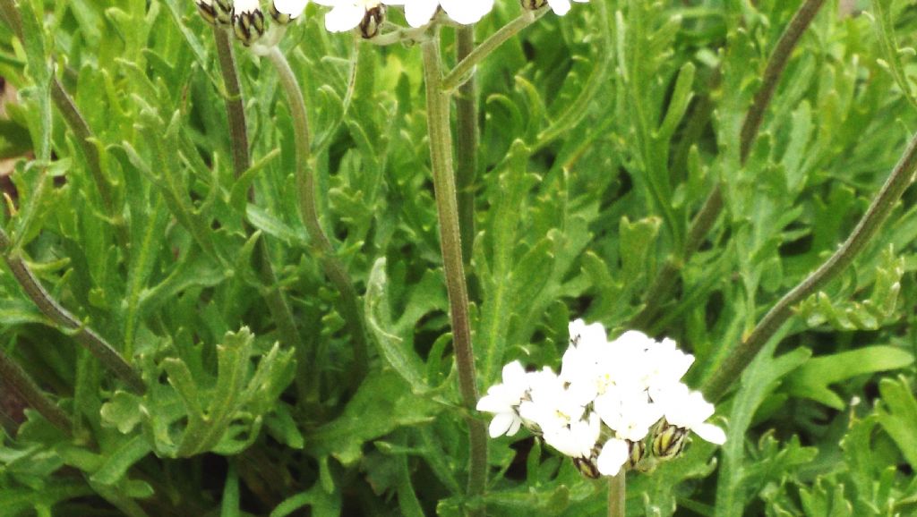 Achillea moschata (Asteraceae)