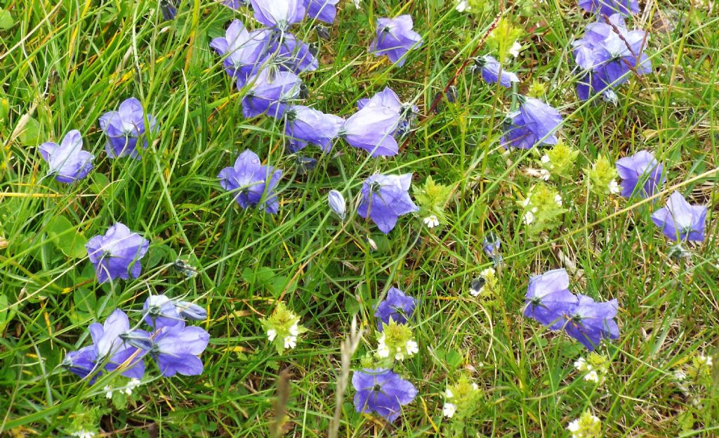 Campanula scheuchzeri