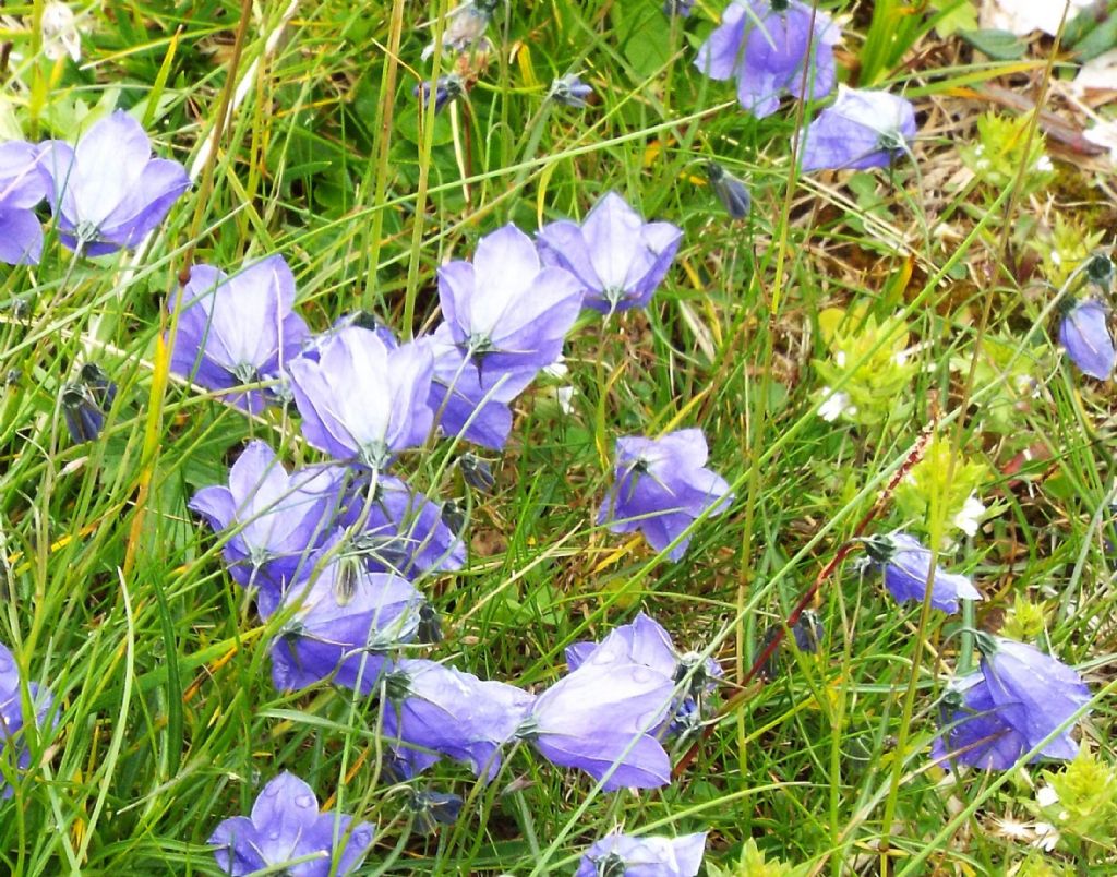 Campanula scheuchzeri