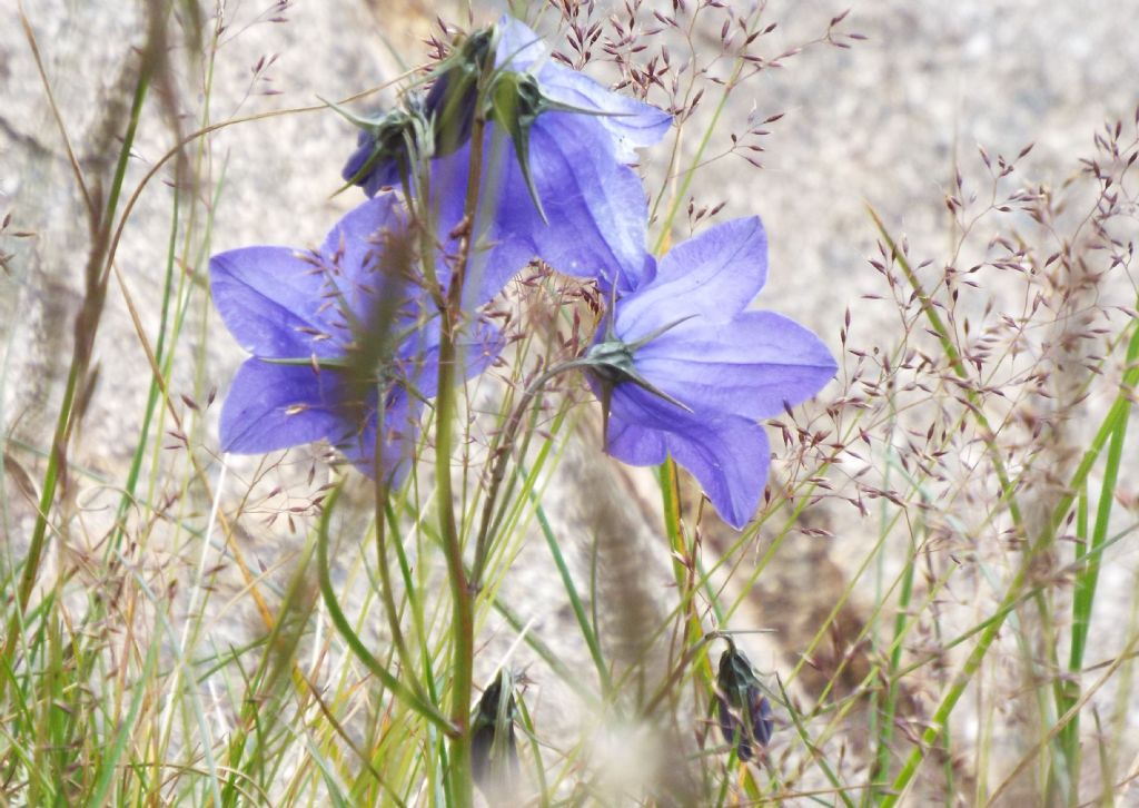 Campanula scheuchzeri
