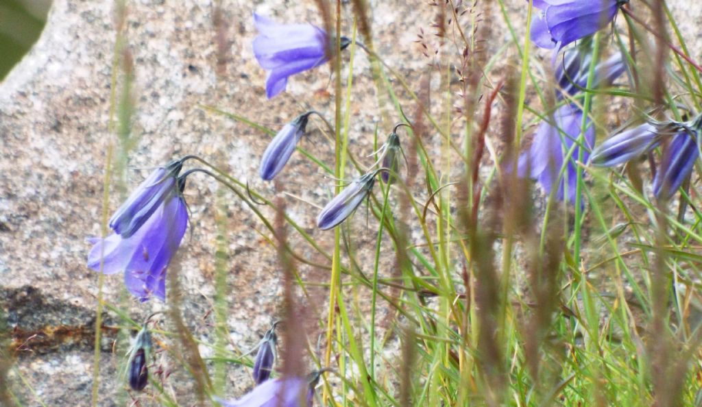 Campanula scheuchzeri