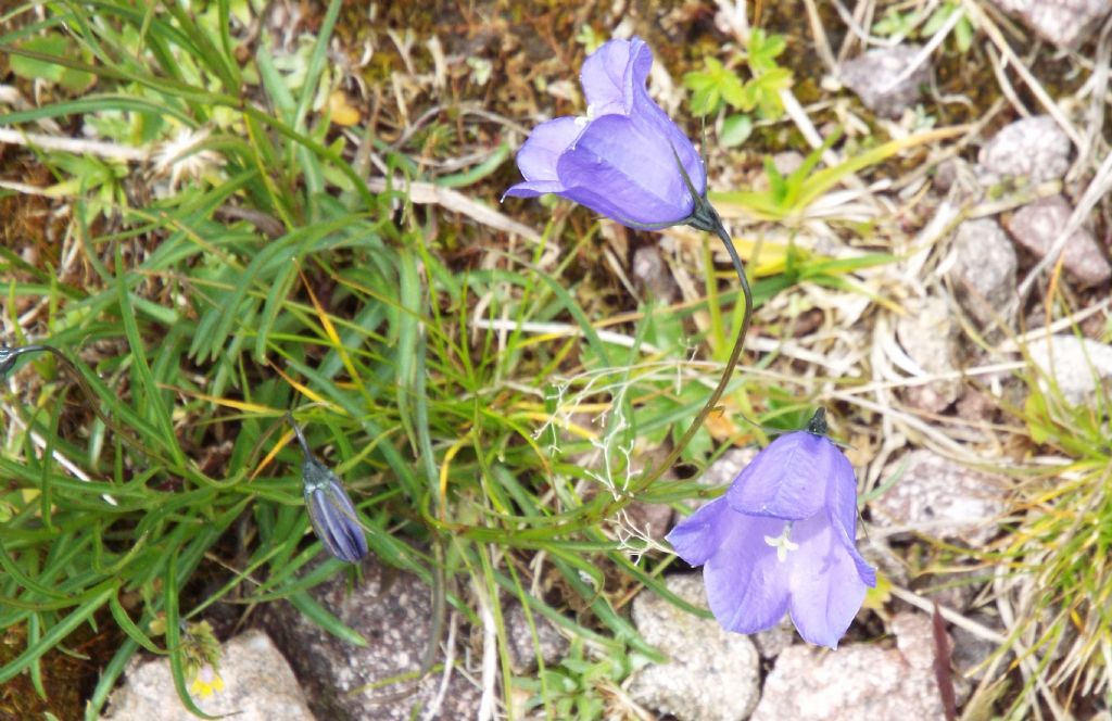 Campanula scheuchzeri