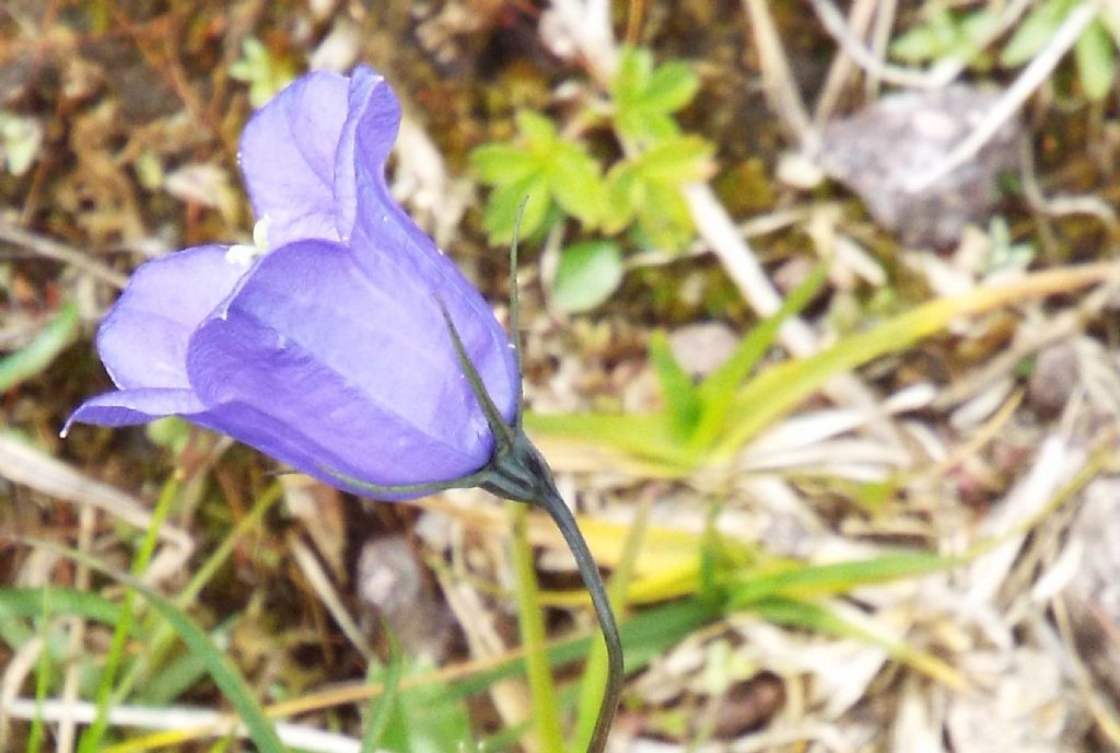 Campanula scheuchzeri