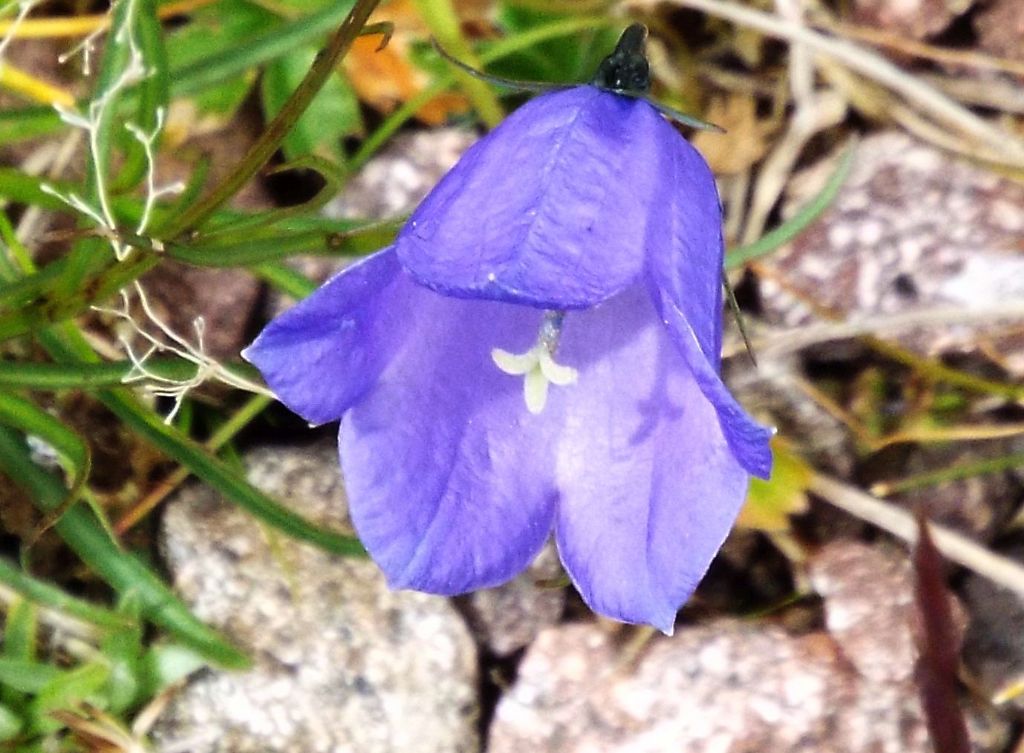 Campanula scheuchzeri