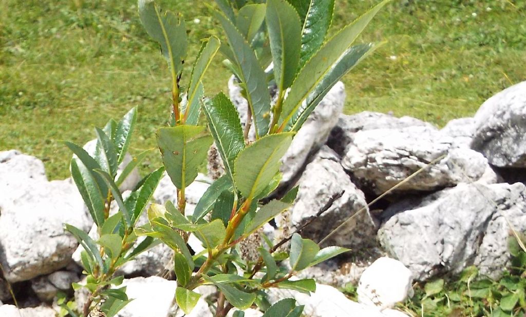 E'' un salice?  S�, Salix cfr. glabra