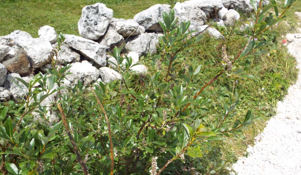 E'' un salice?  S�, Salix cfr. glabra
