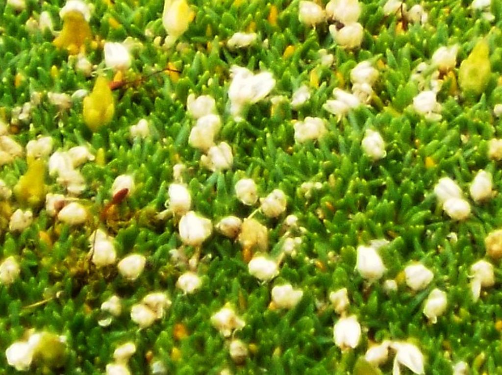 Minuartia cfr. sedoides  (tappeto in boccio) e Saponaria pumila (bocciolo) ?