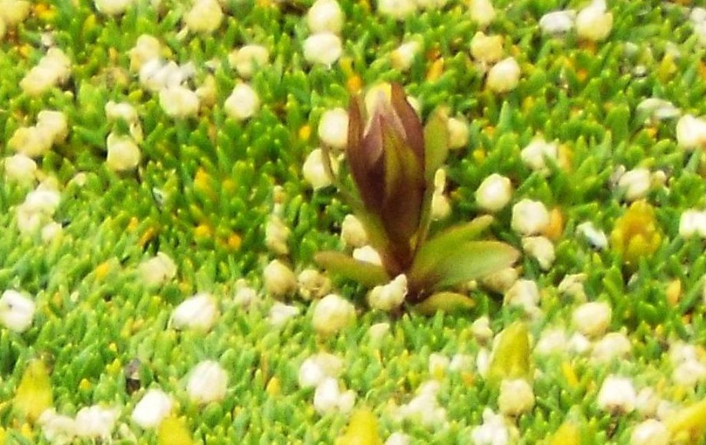 Minuartia cfr. sedoides  (tappeto in boccio) e Saponaria pumila (bocciolo) ?