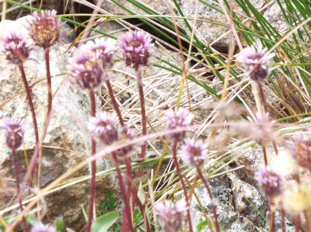 Asteracea violacea:  Erigeron uniflorus