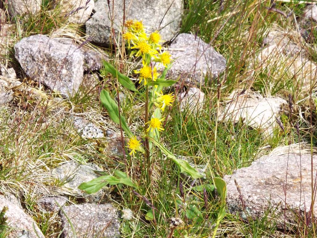 Solidago virgaurea subsp. minuta / Verga d''oro minuta