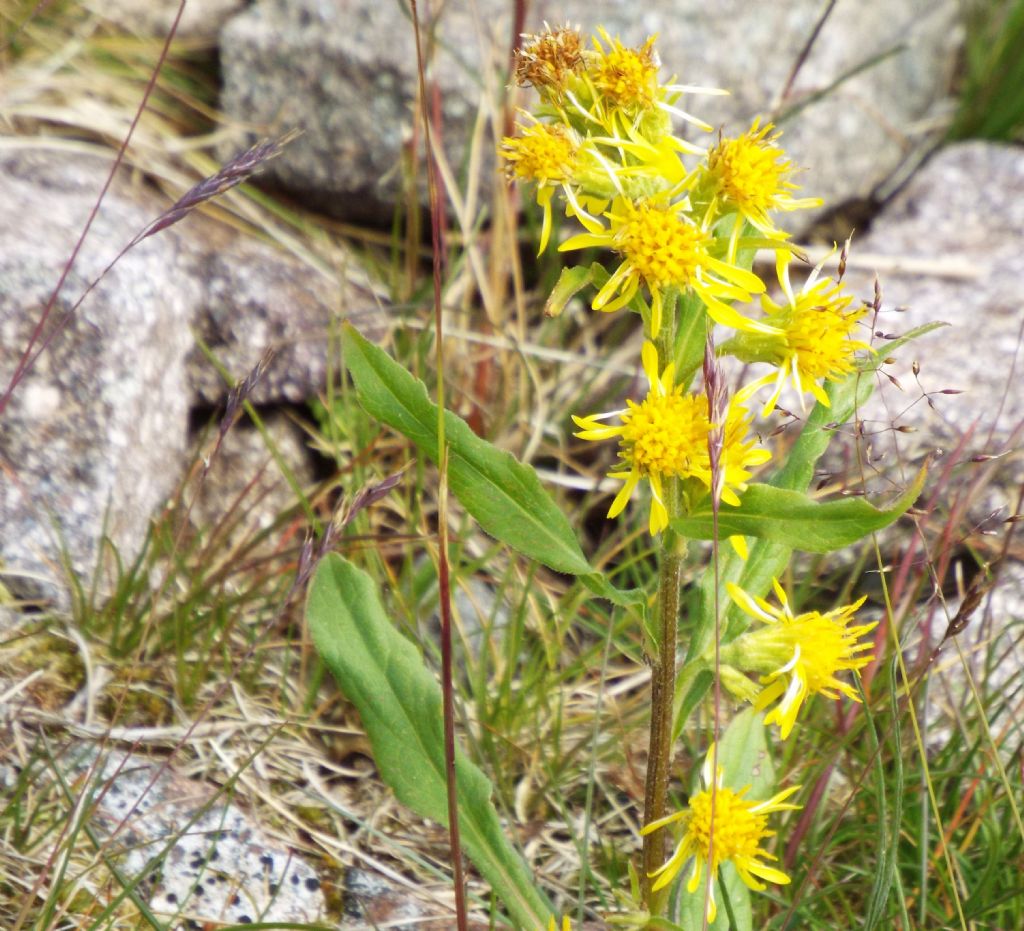 Solidago virgaurea subsp. minuta / Verga d''oro minuta