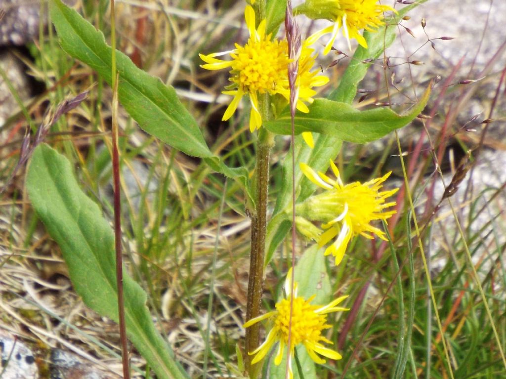 Solidago virgaurea subsp. minuta / Verga d''oro minuta