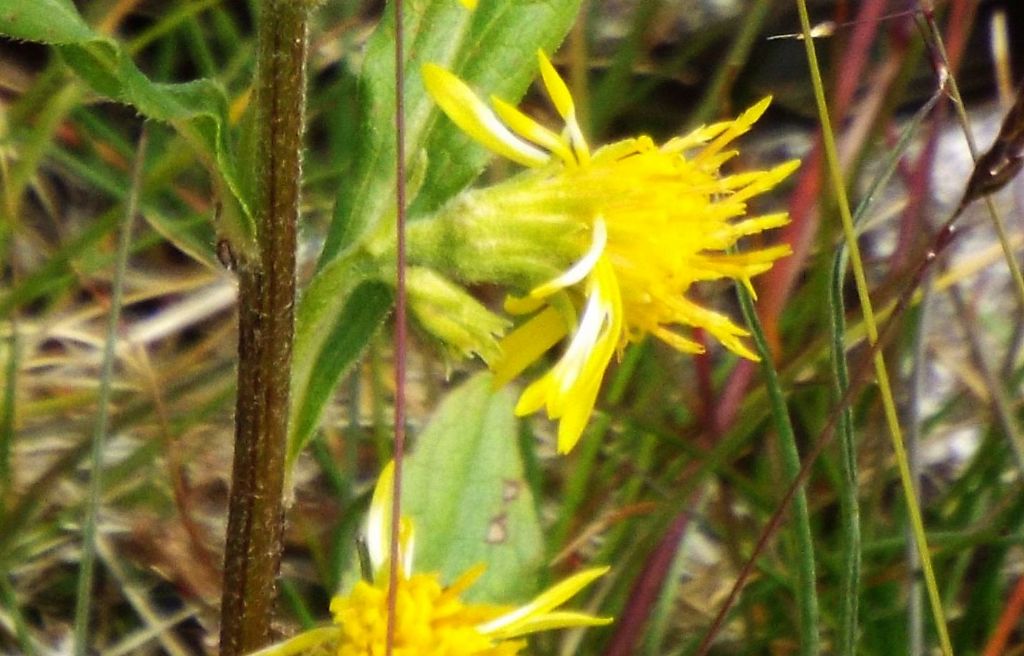 Solidago virgaurea subsp. minuta / Verga d''oro minuta