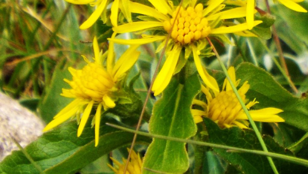 Solidago virgaurea subsp. minuta / Verga d''oro minuta