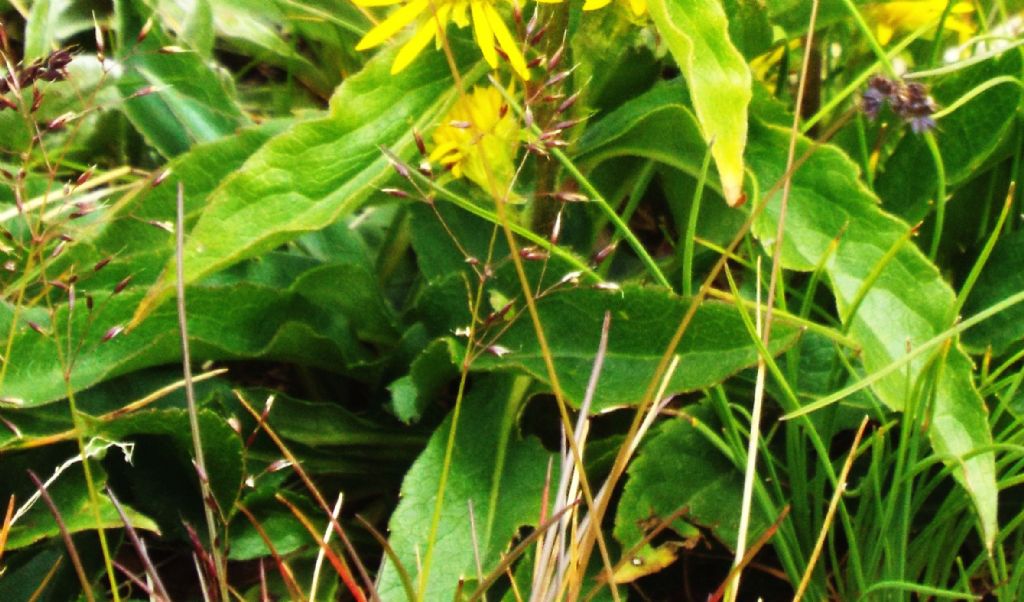 Solidago virgaurea subsp. minuta / Verga d''oro minuta