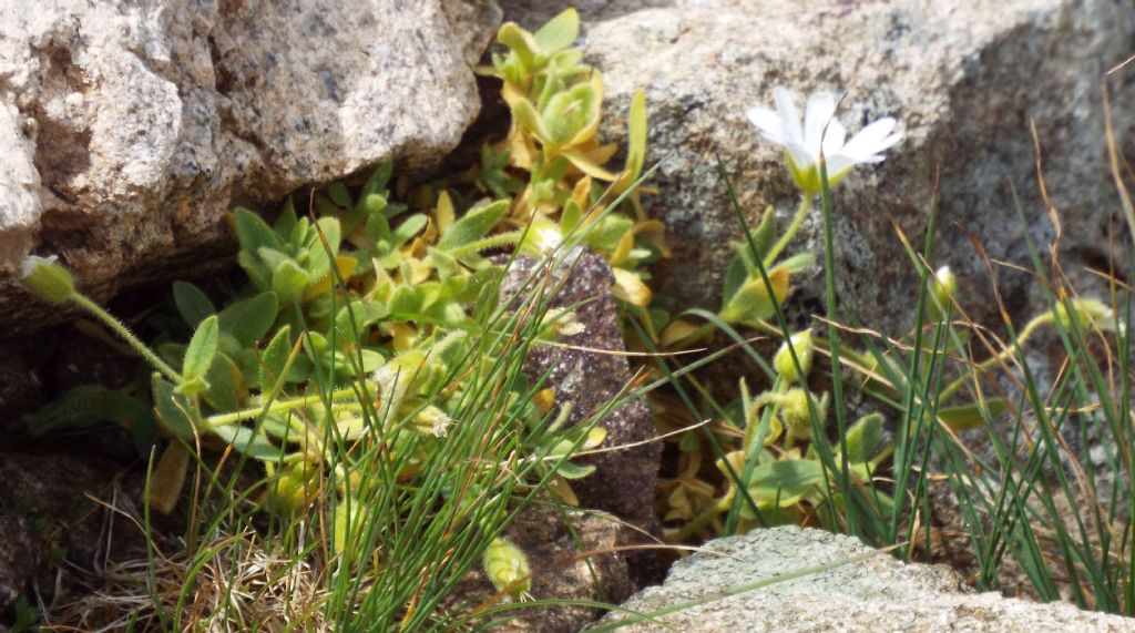 Cerastium...