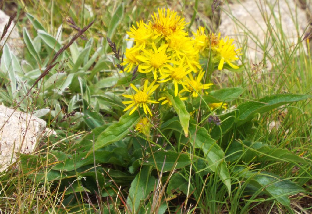 Solidago virgaurea subsp. minuta / Verga d''oro minuta