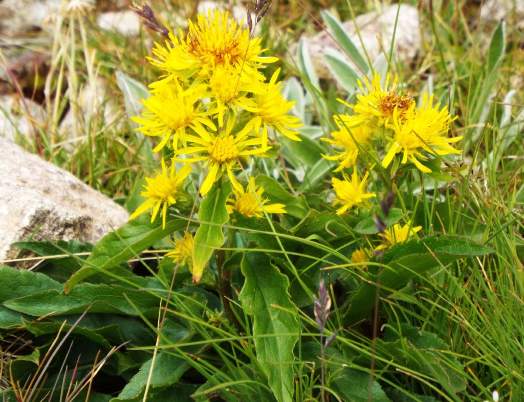 Solidago virgaurea subsp. minuta / Verga d''oro minuta