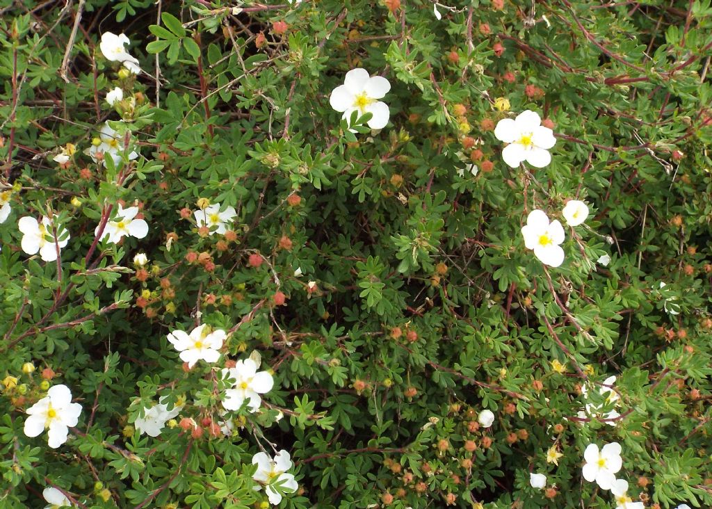 Dasiphora fruticosa (Rosaceae)