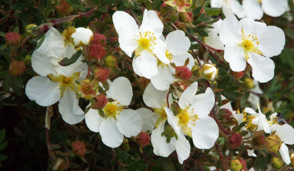 Dasiphora fruticosa (Rosaceae)