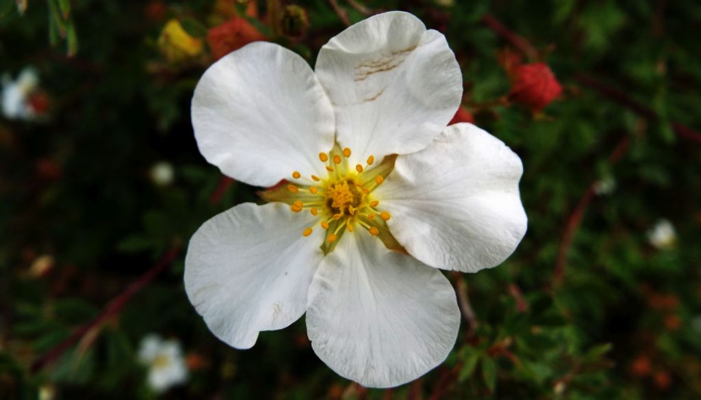 Dasiphora fruticosa (Rosaceae)