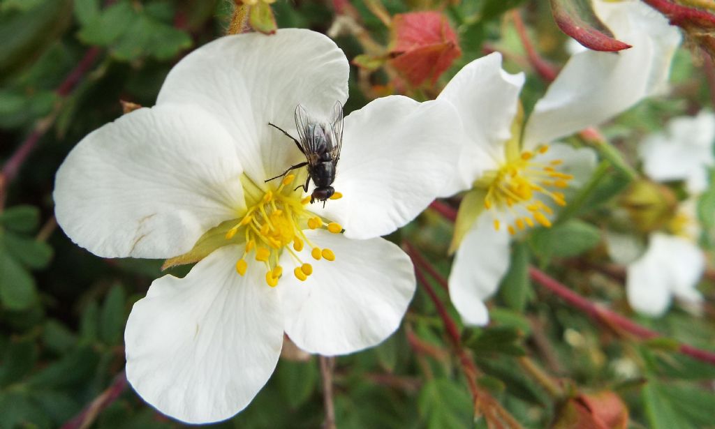 Dasiphora fruticosa (Rosaceae)