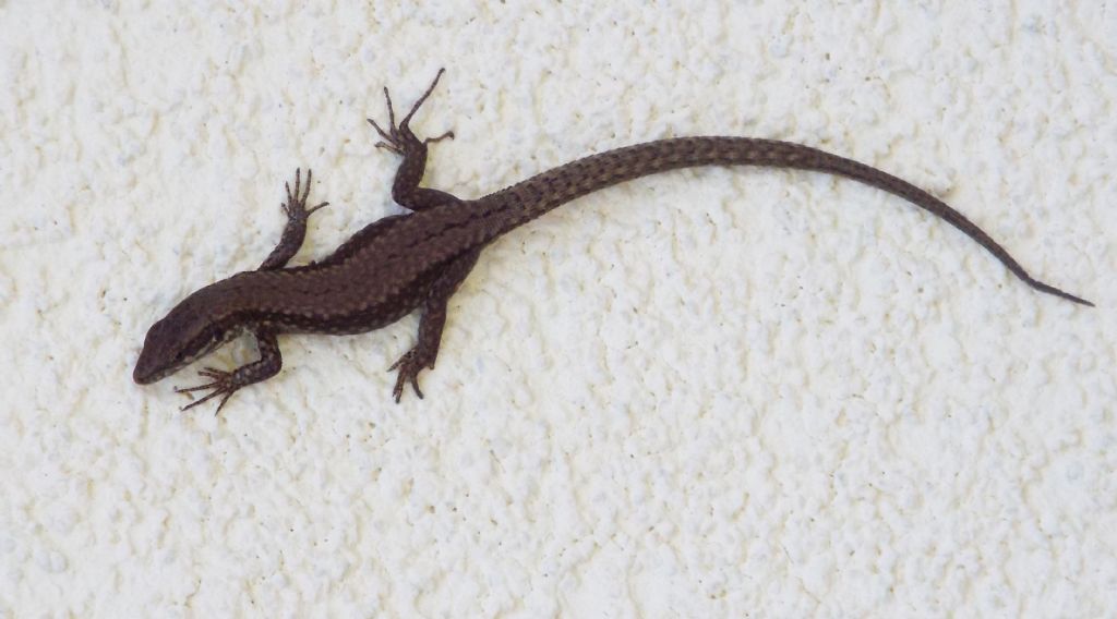 Sempre Podarcis muralis ?  S